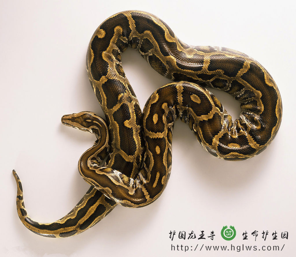 mmms_副本.jpg