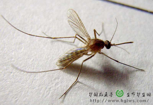 wenzi_副本.jpg